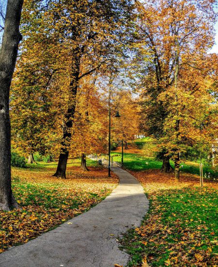 Park-and-rec-path-recreation-trees-amilia